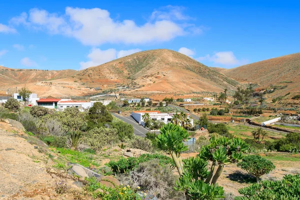 Verde Planta Tropical Paisaje Montaña Betancuria Pueblo Fuerteventura Islas Canarias — Foto de Stock