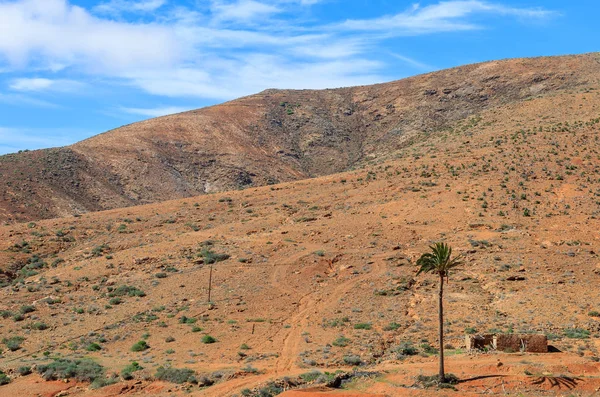 Palmera Campo Volcánico Suelo Rojo Paisajes Montaña Fuerteventura Islas Canarias — Foto de Stock