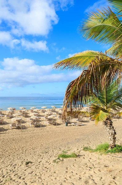 Palmbomen Het Zandstrand Van Morro Jable Stad Fuerteventura Canarische Eilanden Rechtenvrije Stockafbeeldingen