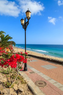 Morro Jable Jandia beach ile okyanus manzarası, Fuerteventura, Kanarya Adaları, İspanya boyunca tropik çiçekler