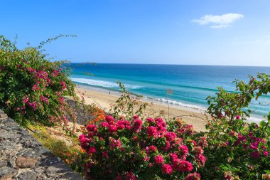Morro Jable Jandia beach ile okyanus manzarası, Fuerteventura, Kanarya Adaları, İspanya boyunca tropik çiçekler