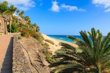 Palmiye ağacı üzerinde bir kum plajı üzerinde Jandia Yarımadası, Fuerteventura, Kanarya Adaları, İspanya Morro Jable mesire