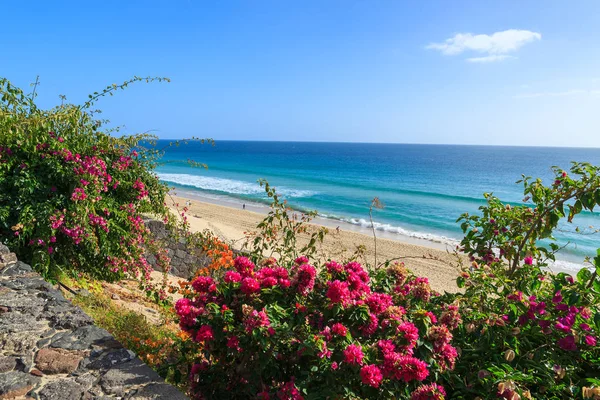 Flores Tropicais Calçadão Longo Praia Jandia Morro Jable Com Vista — Fotografia de Stock