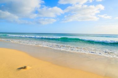 Dalga okyanus ve altın kum plaj Jandia Yarımadası'nda, Morro Jable, Fuerteventura, Kanarya Adaları, İspanya