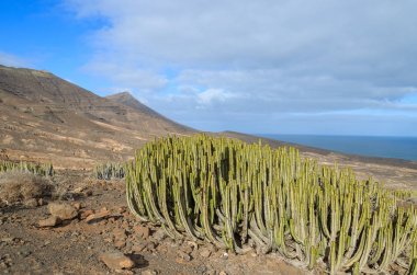 Cofete beach, Fuerteventura, Kanarya Adaları, İspanya yakınındaki dağ manzarası içinde yeşil kaktüs bitkileri