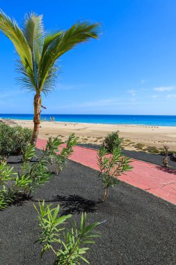 Palmiye ağacı Morro Jable sahil mesire ve plaj manzarası, Fuerteventura, Kanarya Adaları, İspanya