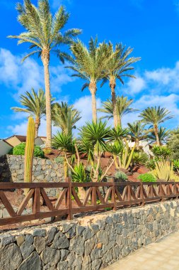 Palmiye ağaçları bir mesire Morro Jable Town, Fuerteventura Adası, İspanya boyunca tropik bahçeler içinde