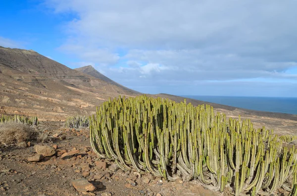 Plantas Cactus Verdes Paisaje Montaña Cerca Playa Cofete Fuerteventura Islas — Foto de Stock