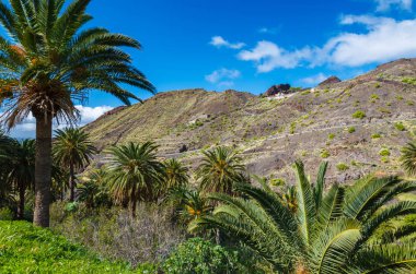 Palm ağaçlar dağ Vadisi trekking, Taguluche Köyü, La Gomera, Kanarya Adaları