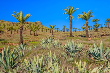 Tropikal dağ manzarası Targa village, La Gomera, Kanarya Adaları yakınındaki palmiye ağaçlarında