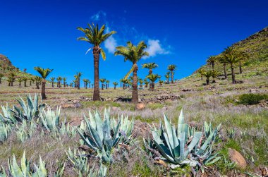 Palmiye ağaçları ve dağlar ile güneşli Targa village, La Gomera, Kanarya Adaları yakınındaki manzara
