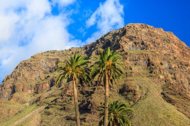 Palmiye ağaçları ve dağ La Gomera, Kanarya Adaları tropikal manzara arka planda