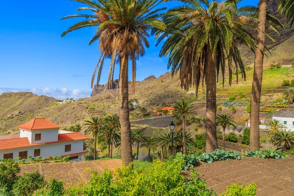 Palm trees on farming fields in Taguluche village on La Gomera, Canary Islands, Spain