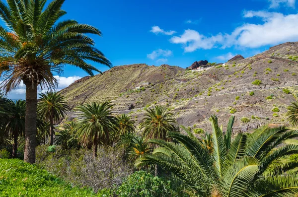 Palmeras Montaña Valle Trekking Pueblo Taguluche Gomera Islas Canarias — Foto de Stock