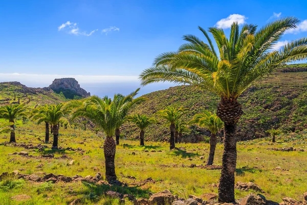 Palmeiras Paisagem Montanhosa Ilha Gomera Espanha — Fotografia de Stock