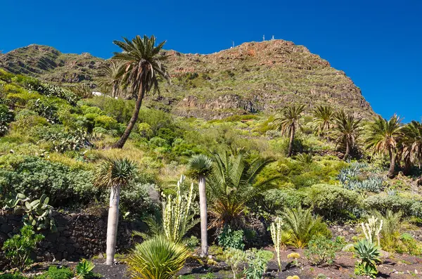 Cactus palm tree mountain tropical vegetation, La Gomera, Canary Islands