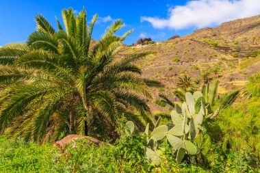 Palmiye ağaçları dağ Vadisi adanın tropik La Gomera, İspanya