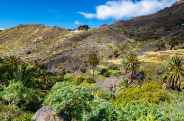 Palm ağaçlar dağ Vadisi trekking, Taguluche Köyü, La Gomera, Kanarya Adaları