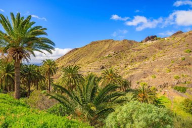 Palmiye ağaçları dağ Vadisi adanın tropik La Gomera, İspanya