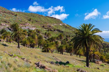 Palmiye ağaçları ve dağlar ile güneşli gün, Benchijigua Vadisi, La Gomera, Kanarya Adaları manzara