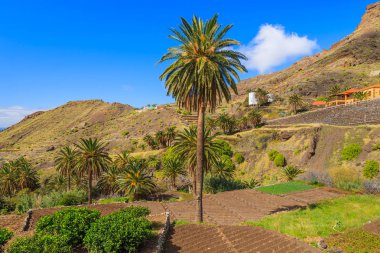 La Gomera, Kanarya Adaları, İspanya Taguluche Köyü alanları tarım palmiye ağaçları