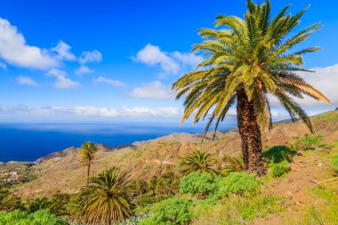 Adanın tropik La Gomera, İspanya sahilinde palmiye ağacı