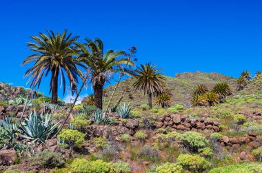 Palmiye ağaçları ve dağlar ile güneşli gün, Benchijigua Vadisi, La Gomera, Kanarya Adaları manzara