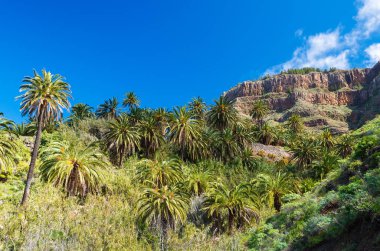 Trekking, palm ağaçlar dağ Vadisi Taguluche, La Gomera, Kanarya Adaları