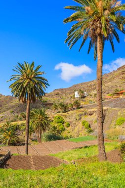 La Gomera, Kanarya Adaları, İspanya Taguluche Köyü alanları tarım palmiye ağaçları