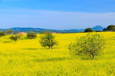 Kanola alan bahar peyzaj Mayorka Adası, İspanya