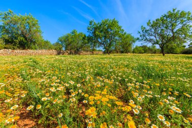 Bahar mevsimi, Mayorka Adası, İspanya çiçek açan sarı bahar çiçekleri ile yeşil çayır