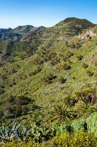 Mountains landscape valley palm trees, La Gomera island, Spain