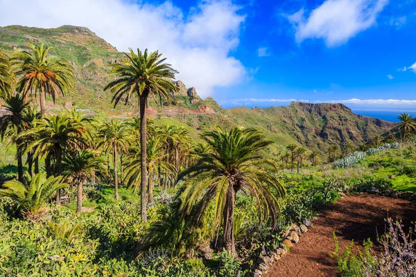 Mountains and green valley with palm trees on coast of La Gomera island, Spain