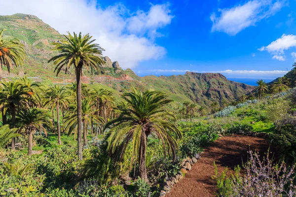 Palmeiras Vale Montanha Com Nuvens Oceânicas Céu Azul Fundo Gomera — Fotografia de Stock