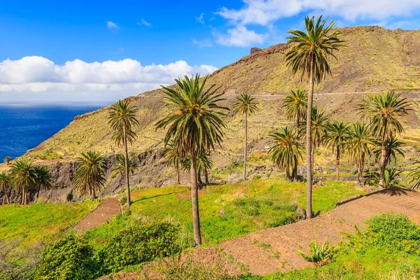 Palmeiras Paisagem Tropical Ilha Gomera Aldeia Montanhosa Taguluche Ilhas Canárias — Fotografia de Stock