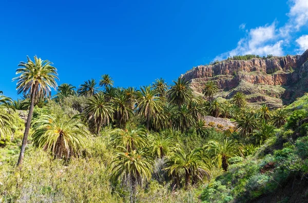 Palmeiras Montanha Vale Trekking Taguluche Gomera Ilhas Canárias — Fotografia de Stock