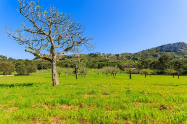 Ağaç bahar zamanında meyve bahçesi plantasyonda Mayorka Adası, İspanya