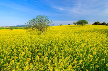 Kanola alan bahar peyzaj Mayorka Adası, İspanya
