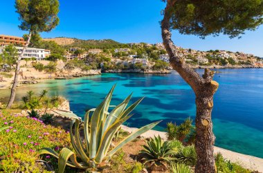 Cala Fornells defne, Mayorka Adası, İspanya içinde tropikal bitki