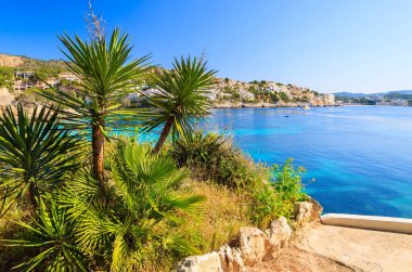 Cala Fornells defne, Mayorka Adası, İspanya içinde tropikal bitki