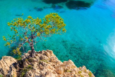 Masmavi deniz suyu, Mayorka Adası kayaya yeşil çam ağacı