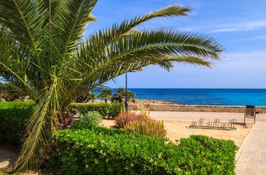 Palmiye ağacı üzerinde sahil mesire, Mayorka Adası, İspanya
