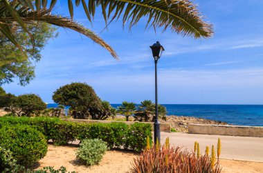Palmiye ağacı üzerinde sahil mesire, Mayorka Adası, İspanya