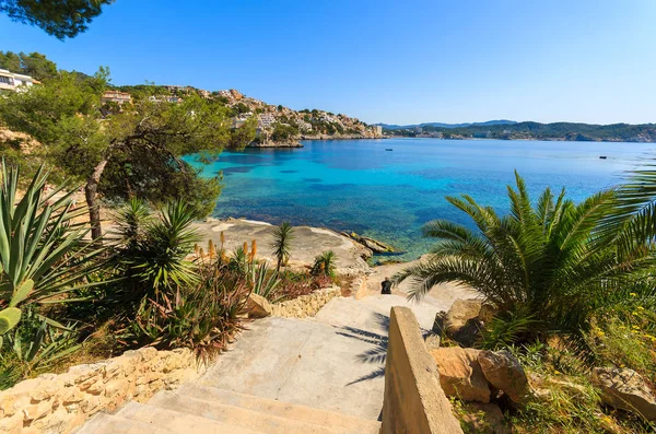 Tropische Planten Cala Fornells Bay Eiland Mallorca Spanje — Stockfoto