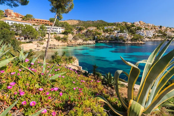 stock image Beautiful bay and beach with cactus plants and flowers in Cala Fornells, Majorca island, Spain