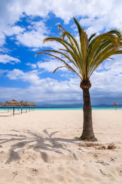 Palm trees on sandy Alcudia beach, Majorca island, Spain