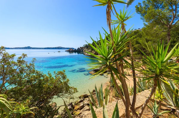 Tropické Rostliny Cala Fornells Zátoky Ostrov Mallorca Španělsko Royalty Free Stock Obrázky