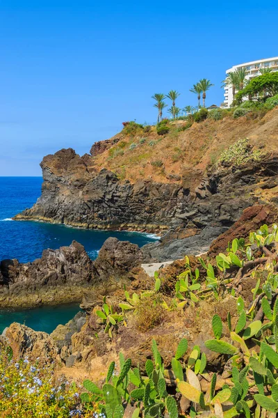 Tropical Plants Coast Madeira Island Funchal Town — Stock Photo, Image