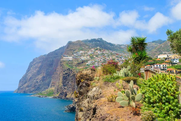 Plantas Tropicais Costa Ilha Madeira Verão Portugal — Fotografia de Stock