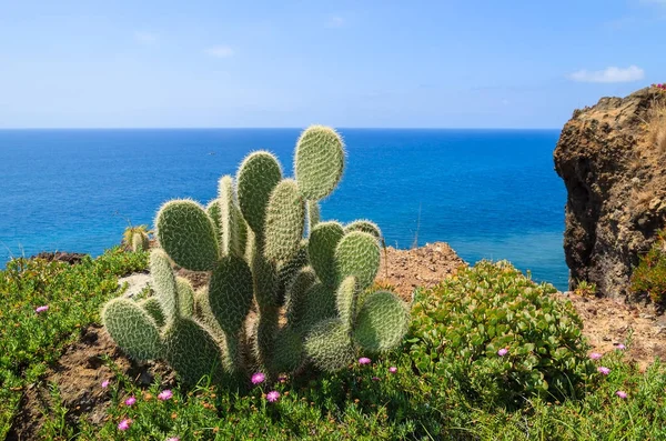 Plantas Tropicales Costa Isla Madeira Verano Portugal — Foto de Stock